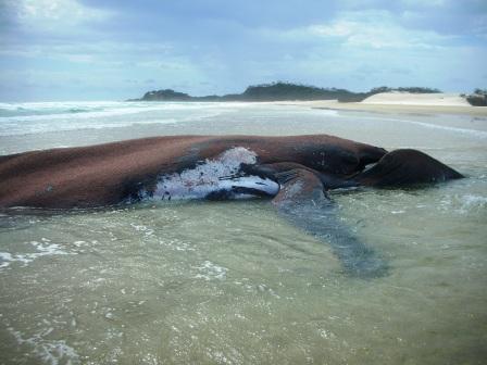 Beached Whale